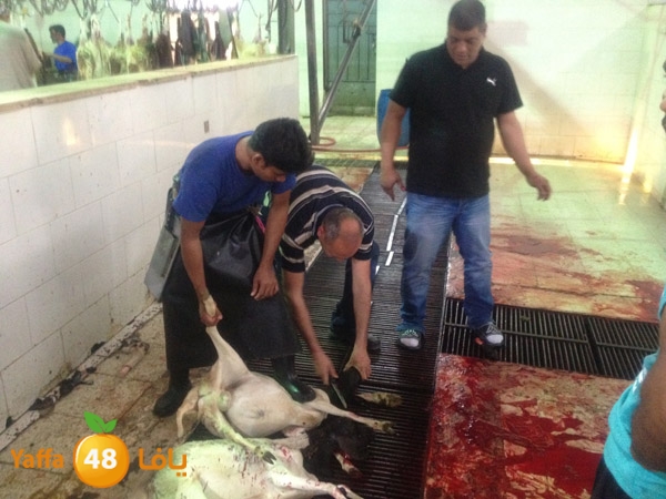 3omranludnnw (45).JPG